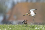 Grutto (Limosa limosa)