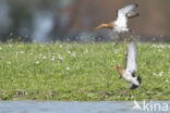 Grutto (Limosa limosa)