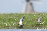 Grutto (Limosa limosa)