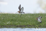 Grutto (Limosa limosa)