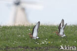 Grutto (Limosa limosa)