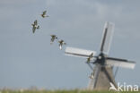 Grutto (Limosa limosa)