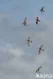 Grutto (Limosa limosa)