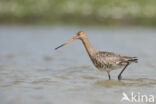 Black-tailed Godwit (Limosa limosa)