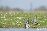 Grutto (Limosa limosa)