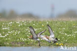 Grutto (Limosa limosa)