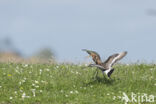 Black-tailed Godwit (Limosa limosa)