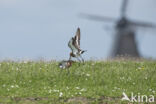 Grutto (Limosa limosa)