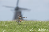 Black-tailed Godwit (Limosa limosa)