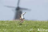 Black-tailed Godwit (Limosa limosa)