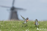 Black-tailed Godwit (Limosa limosa)