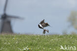 Black-tailed Godwit (Limosa limosa)