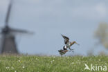 Grutto (Limosa limosa)