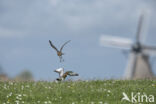 Grutto (Limosa limosa)