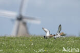 Black-tailed Godwit (Limosa limosa)