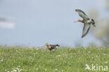 Grutto (Limosa limosa)