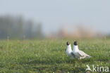 Black-headed Gull (Larus ridibundus)