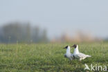 Black-headed Gull (Larus ridibundus)