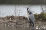 Grey Heron (Ardea cinerea)