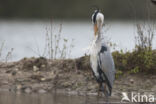 Grey Heron (Ardea cinerea)