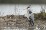 Grey Heron (Ardea cinerea)