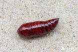 Large Yellow Underwing (Noctua pronuba)