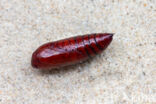 Large Yellow Underwing (Noctua pronuba)