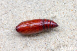 Large Yellow Underwing (Noctua pronuba)