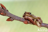 Gevlamde uil (Actinotia polyodon)