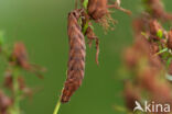 Gevlamde uil (Actinotia polyodon)