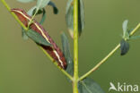 Gevlamde uil (Actinotia polyodon)