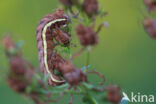 Gevlamde uil (Actinotia polyodon)