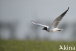 Black-headed Gull (Larus ridibundus)