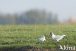 Black-headed Gull (Larus ridibundus)