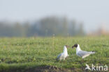 Black-headed Gull (Larus ridibundus)