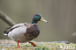 Mallard