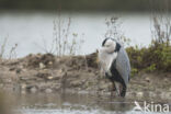 Grey Heron (Ardea cinerea)