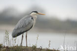 Grey Heron (Ardea cinerea)