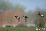 Tufted Duck (Aythya fuligula)