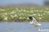 Pied Avocet (Recurvirostra avosetta)