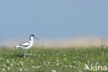 Pied Avocet (Recurvirostra avosetta)