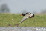 Oystercatcher (Haematopus ostralegus)