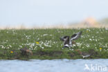 Grutto (Limosa limosa)