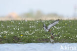 Grutto (Limosa limosa)