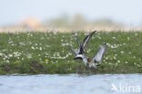 Black-tailed Godwit (Limosa limosa)