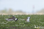 Grutto (Limosa limosa)