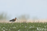 Black-tailed Godwit (Limosa limosa)