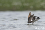 Black-tailed Godwit (Limosa limosa)