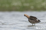 Grutto (Limosa limosa)