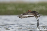 Black-tailed Godwit (Limosa limosa)